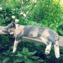 나무그늘 밑의 휴식 이미지