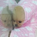 대전애견경매장 이미지