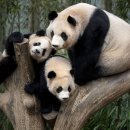 수바오스토리