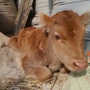 송아지농장 이미지