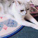 꽃수다 | [4년 전 오늘] 전화했어요 선생님, 상담 가능할까요? : 라망타로 상담후기 / 꽃, 고양이 사진있어요/ 수다