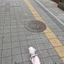 아씨다방 | 세일품목사진/트레이더스 장봐온거 및 가격사진첨부~빽다방 밀크티~