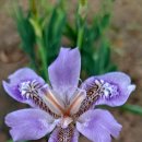 아이리스(IRIS) 이미지