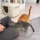 사랑방카페 | 울산 고양이사랑방 포유 재방문 | 주말 방문 후기