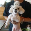 노블도그 이미지