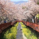 봄꽃체험코스 이미지