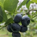 운심농장 이미지