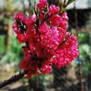 복숭아꽃 살구꽃 이미지