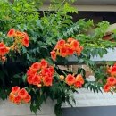 골드세탁소 이미지