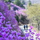 고고트래블 이미지