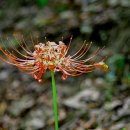 선운사의추억 이미지