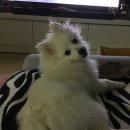 구미 JM 동물 메디컬 센터 이미지