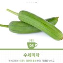 수세미 효능 수세미즙 수세미차 만드는 법 천연수세미 이미지