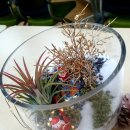 원예 테라리움 이미지