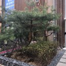 호산농원 | 대전상가인테리어 : 만년동 스시호산 조경 작업 / 비인사이드