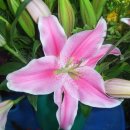 미림화원 이미지