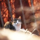 민헤어나라