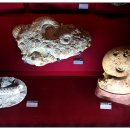 우석헌자연사박물관 이미지