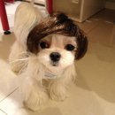 꽃보다 Dog 이미지