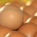 엉뚱푸드 이미지