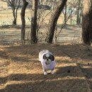 면천중학교 | 당진, 면천 몽산 등산 후기 / 가볍게 걷기 좋은 곳 강아지동반추천
