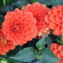 꽃이야기 이미지