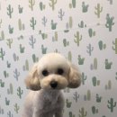 내일더예쁘개 이미지