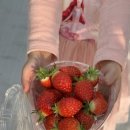 동안농장 | 강원도 춘천 딸기 체험 추천 농장알로록 재방문후기