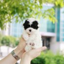 미니펫 강아지분양 고양이분양 강남점 이미지