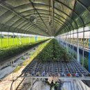 남산리 하우스 이미지