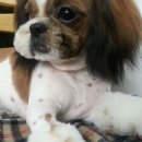 애견마을 이미지