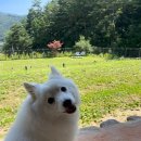 제이린 펜션 | [강원도 평창] 강아지도, 가족도 행복해하는 곳 _ 멍플스테이!