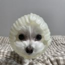 고아똥 펫그루밍 이미지