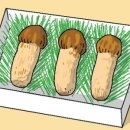 강릉송이 이미지