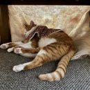 후미후미 이미지