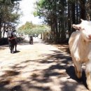 청초목장 이미지