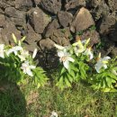 하루민박 이미지