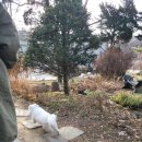 강아지정원 이미지