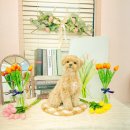 멍꾸러기 | 🐶강아지를 사랑하는 사람들의 공간 , 평택 멍꾸러기 ☕ #애견카페 #평택애견카페 #디저트맛집