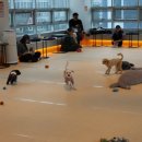 문광면 소금랜드 화장실 | 부산 시청,연산동 애견카페 놀이터. <왈왈 랜드> 비오는날반려견놀이터추천 주차정보