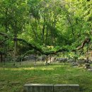 창덕궁 다래나무 (昌德宮 다래나무)Bower Actinidia of Changdeokgung Palace _ 천연기념물 이미지