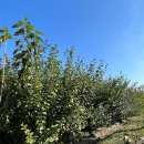 일심2로 R 이미지