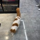 모비딕 | 강북 수유 수유역 근처 실내 만화 고양이 카페 모비딕_내돈내산 솔직 후기
