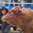 코뚜레목장 | 집안 복을 부르는 전통 아이템! 소코뚜레를 다는 이유? 소코뚜레 뜻·의미·현관 풍습 정리