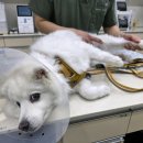 동물의료센터24인치 이미지