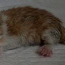 산타클라라동물병원 이미지