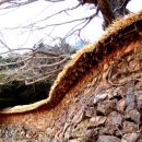 영랑생가 이미지