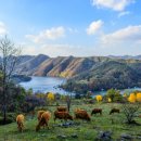 해피목장 이미지