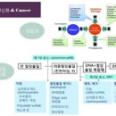 카레의 강황 성분이 우리 몸에 미치는 영향 강황은 반드시 카레로 섭취합시다 이미지