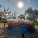 아비누 말케이누 이미지